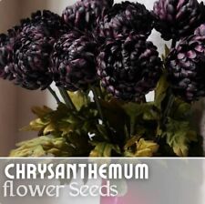 Twilight plum mum for sale  Meridian