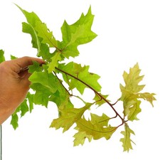 Quercus shumardii rovere usato  Napoli