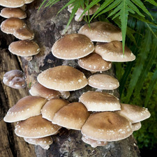 Shiitake mushroom mycelium for sale  Denver
