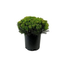 2.5 qt. dwarf for sale  Gloucester Point