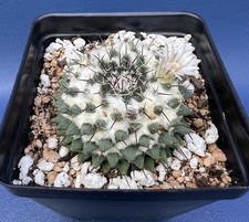 Mammillaria lloydii shown for sale  Elgin
