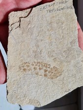 Insecte fossile aile d'occasion  Sessenheim