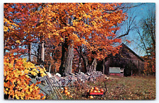 Postcard beautiful fall for sale  Norman