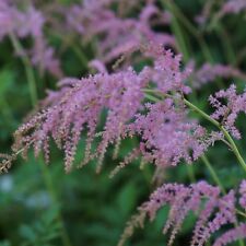Prachtspiere astilbe thunbergi gebraucht kaufen  Hannover