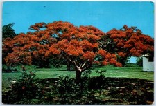 Cartão postal - Palmeira real escarlate são numerosas na Flórida comprar usado Cartão postal - Palmeira real escarlate são numerosas na Flórida comprar usado  Enviando para Brazil