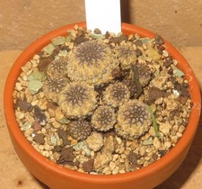 Sulcorebutia rauschii cv. usato  Spedire a Italy
