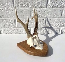 Taxidermy roe deer for sale  MAIDENHEAD