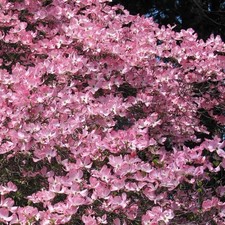 Live pink flower for sale  Kennett Square
