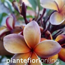 Plumeria musk rainbow usato  Palermo