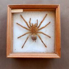 Magnifique mygale naturalisee d'occasion  Nice-
