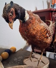 Ring neck pheasant for sale  Spirit Lake