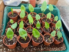 Alocasia macrorrhiza non for sale  YORK