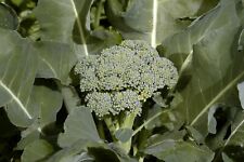 Broccoli ciccio semi usato  Spedire a Italy