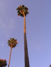 Washingtonia robusta 25 sementes - palma fã mexicana comprar usado  Enviando para Brazil