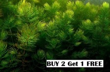 cold water snails for sale cold water snails for sale SOUTH CROYDON