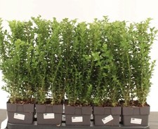 Buchsbaum buxus sempervirens gebraucht kaufen  Asperg