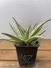 yellow aloe for sale yellow aloe for sale San Antonio