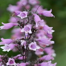 Penstemon dakota burgundy for sale  PERTH