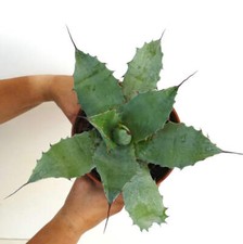 Agave salmiana agave usato  Napoli