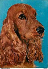 Animaux chiens cocker d'occasion  Fruges