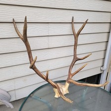5x5 elk rack for sale  Baker City
