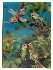 Blue green parakeets for sale  Saint Petersburg