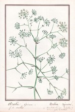 Aralia spinosa devil gebraucht kaufen  Seubersdorf