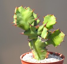 Euphorbia grandicormis succule for sale  WALTON ON THE NAZE