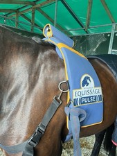 Equissage pulse unit for sale  TAIN