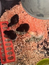 Chicken eggs mixed for sale  COLNE