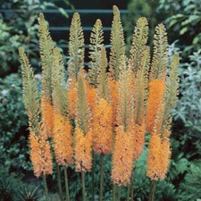Perennial plants eremurus for sale Perennial plants eremurus for sale  PETERBOROUGH
