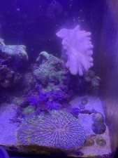 Red sea max for sale  OXFORD