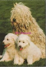 Animals postcard pet for sale  WATERLOOVILLE