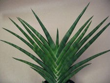 Sansevieria phillipsiae rare for sale  Valley Center
