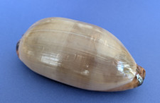 Cypraea testudinaria 121 d'occasion  Nice-