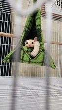 Female sugar glider for sale  Weatherford