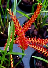 Dendrochillum species red usato  Spedire a Italy