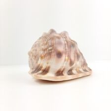 Conchiglia naturale mare usato  Lecco