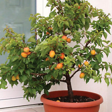 Dwarf apricot tree for sale  USA