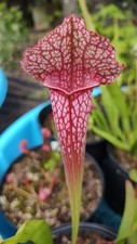 Sarracenia pitcher plant. for sale  Inglis