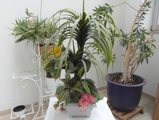 palme kunstpalme gebraucht kaufen palme kunstpalme gebraucht kaufen  Emmendingen