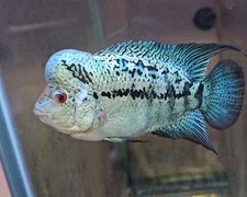 Kamalau flowerhorn live for sale  Chippewa Falls