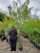 Fargesia winter joy for sale  EGHAM