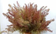 Teloxis aristata professionale usato  Statte