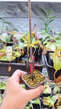 Nepenthes jamban seed for sale  HUNTINGDON