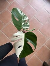 Monstera variegata ableger gebraucht kaufen  Langenhagen