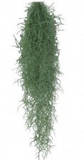 Tillandsia usneoides usato  Italia