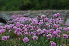 15 graines de GAZON D'ESPAGNE (Armeria Maritima)G286 Sea Thrift Seeds Samen Semi comprar usado  Enviando para Brazil