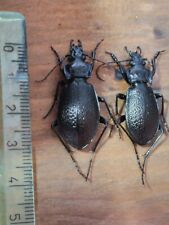 Coleoptera carabidae big usato  Roma