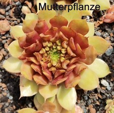Sempervivum emil mutation gebraucht kaufen  Selters